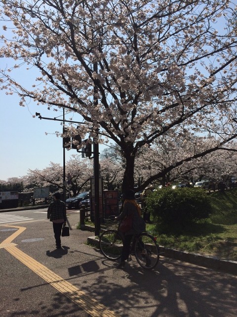 桜1