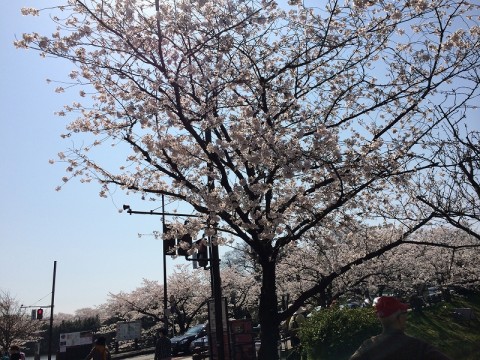 桜2