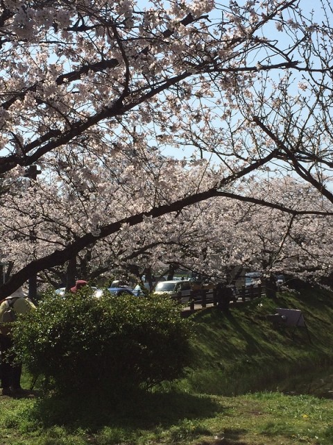 桜3